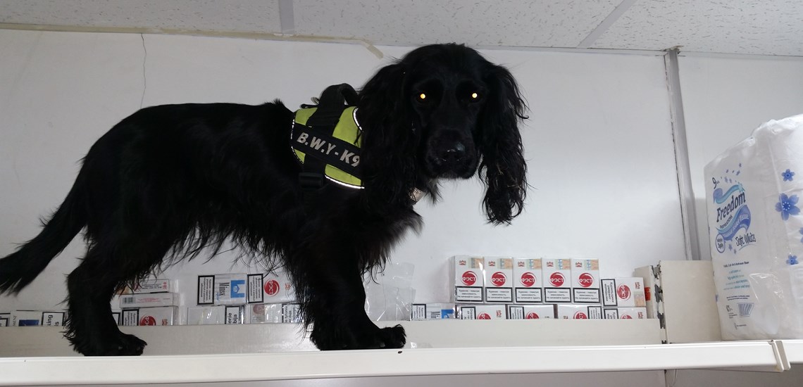Sniffer dog Phoebe who assists Coventry Trading Standards