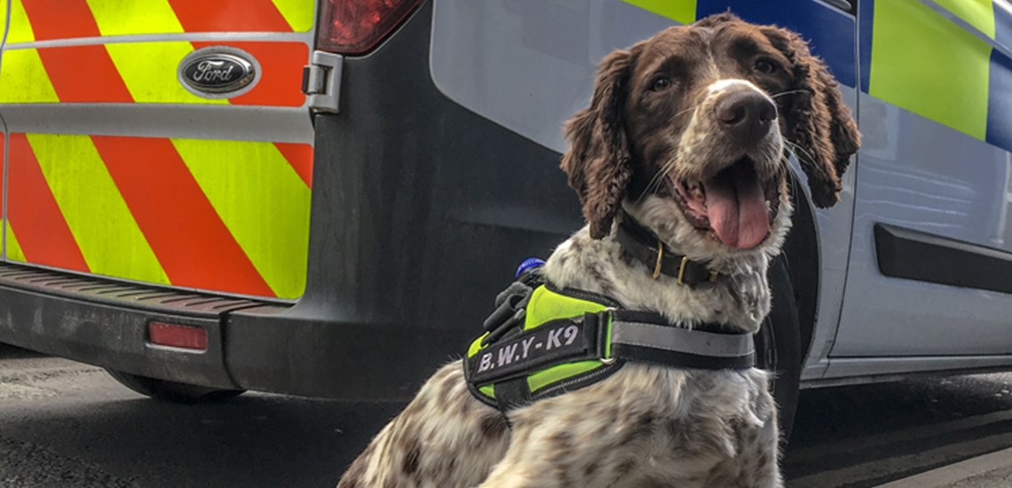 Crime-fighting sniffer dog Scamp