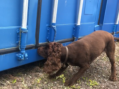 Training search dog to screen shipping containers 