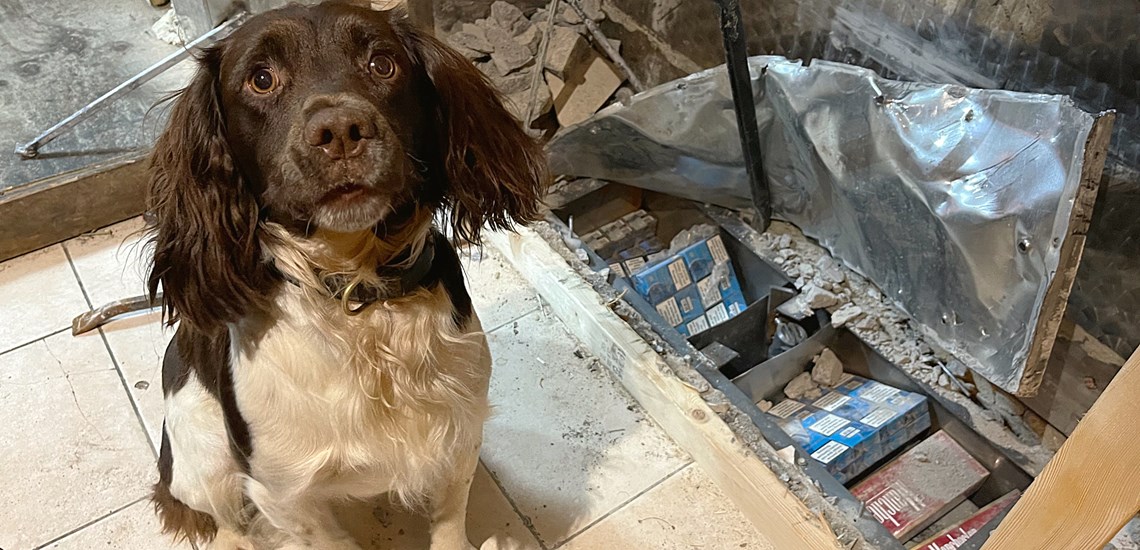 Tobacco Detection Dog Griff 